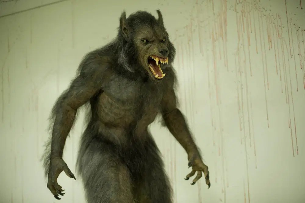 Вервольфы скайрим арт. Оборотни в реальной жизни. Можно ли стать оборотнем. Можно ли стать оборотнем. Ликантропия скайрим превращение.