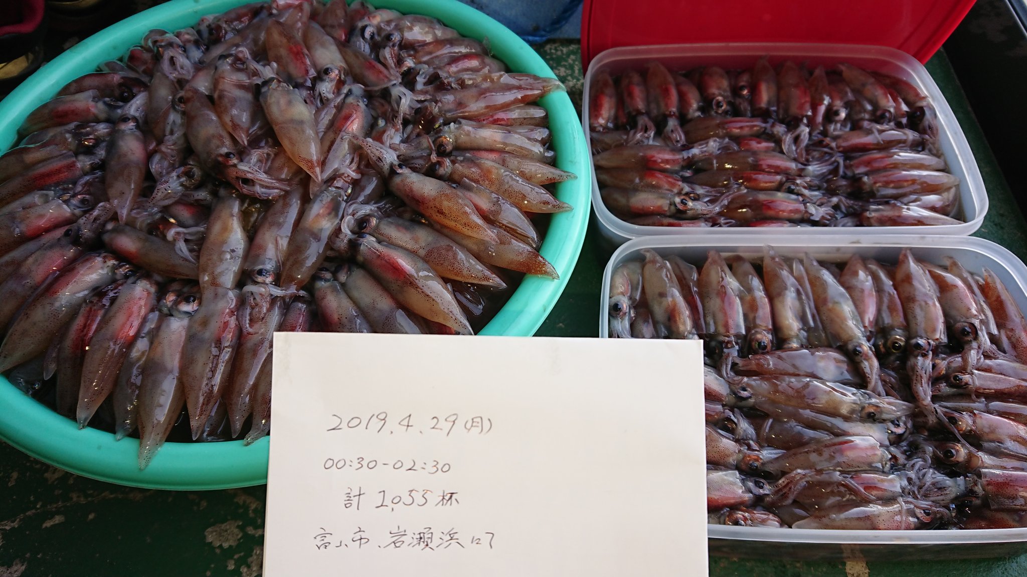 おかちゃん 富山のホタルイカシーズンはこれから 去年は全然だったけど今年はこれくらい掬えるかなぁ おすそ分け 釣り餌用に冷凍保存もしたいし ホタルイカ 身投げ 富山県 富山湾 T Co 8jio9mzqav Twitter