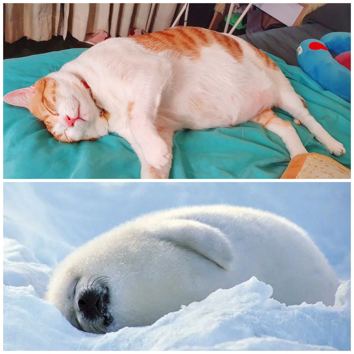 Same vibes 😅
Happy weekend! 

#fyp #tiktokpets #catsvideo #cats #kitten #foryoupage #catsoftiktok #rescuedkitten #puspin #catsofinstagram #usuithecat