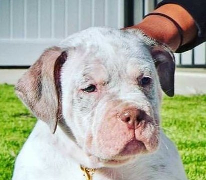 theFOALGroup's tweet image. This dear little puppy will be on her way to the UK soon. They say, ear cropping doesn't hurt the dogs. Take a good look at these pictures and make your own mind up. 

Help us close the import loophole by signing the petition. 

petition.parliament.uk/petitions/5743…

#FlopNotCrop #CutTheCrop