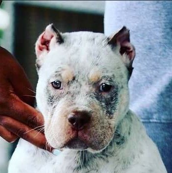 theFOALGroup's tweet image. This dear little puppy will be on her way to the UK soon. They say, ear cropping doesn't hurt the dogs. Take a good look at these pictures and make your own mind up. 

Help us close the import loophole by signing the petition. 

petition.parliament.uk/petitions/5743…

#FlopNotCrop #CutTheCrop