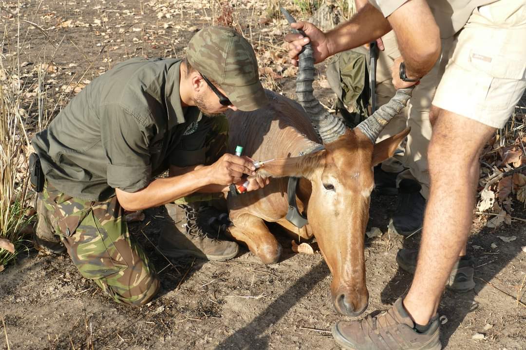 Pendjari National Park tweet media