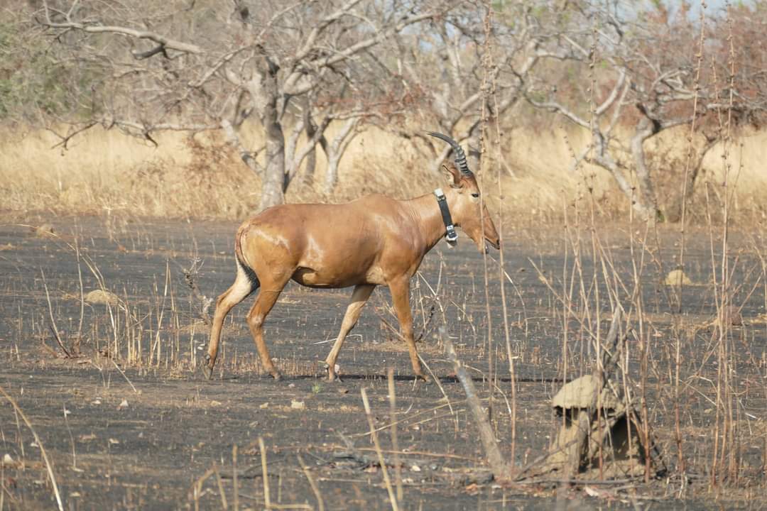 Pendjari National Park tweet media