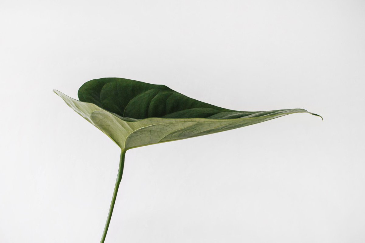 CoolToCleanLtd's tweet photo. Plants help bring nature inside
#cleaningoffice #trustedcleaners #secureworkplace #qualitycleaners #expertcleaners #unsplash #unsplashphoto #operationsmanagers #officemanagers #cleaners #cleaningservice #simplepleasures #endoftenancy #endoftenancycleaning #officecleaning https://t.co/aTeL0IidKx