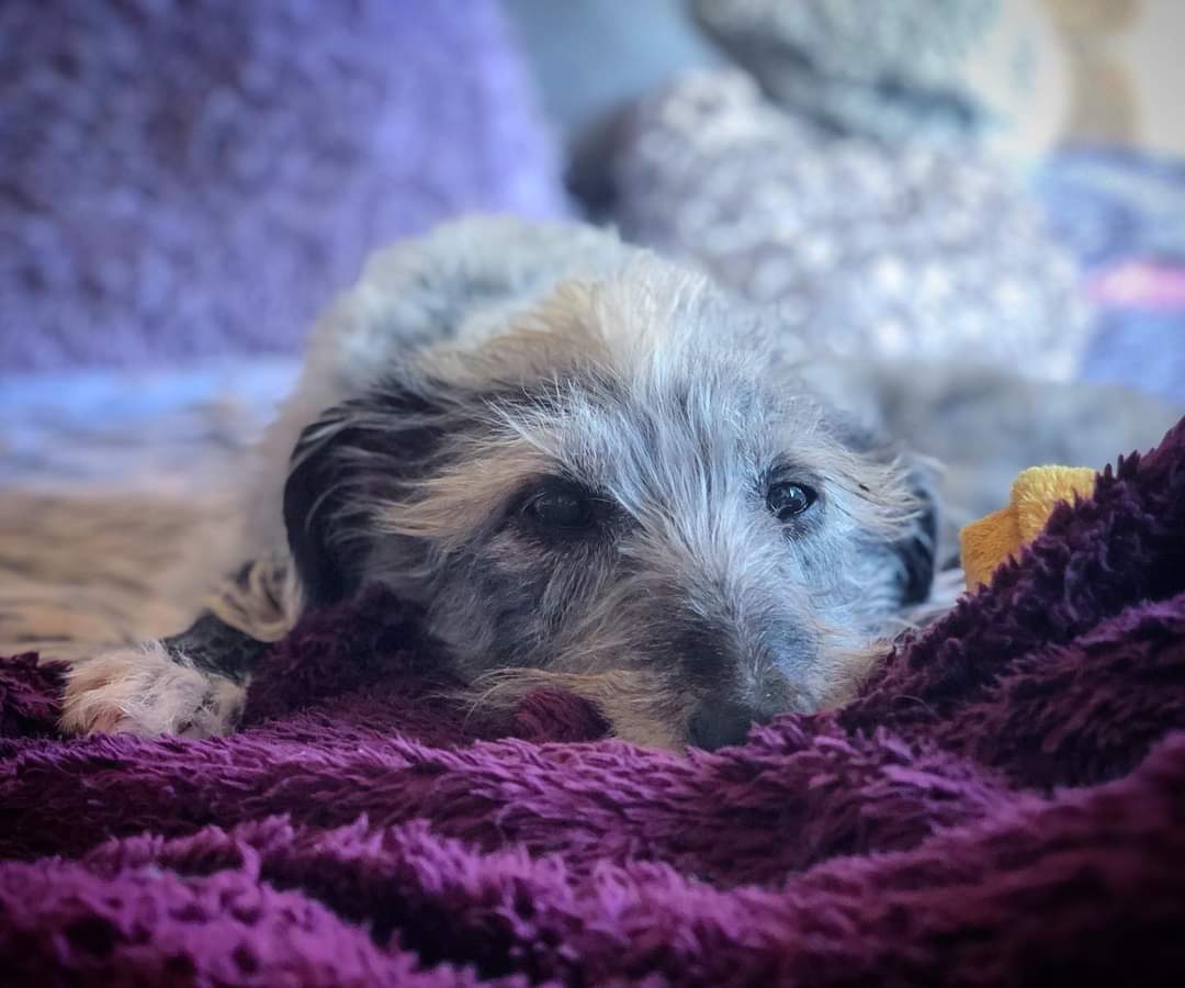 Happy #feetupfriday from Ralph! 

#rescuedog  #rescuedogsofinstagram  #rescuelurcher #bedlingtonwhippet  #hairylurcher  #sighthoundsofinstagram #sighthound #neglectcase #abusesurvivor #skinnymini #lazybones #sofadog #mongrel