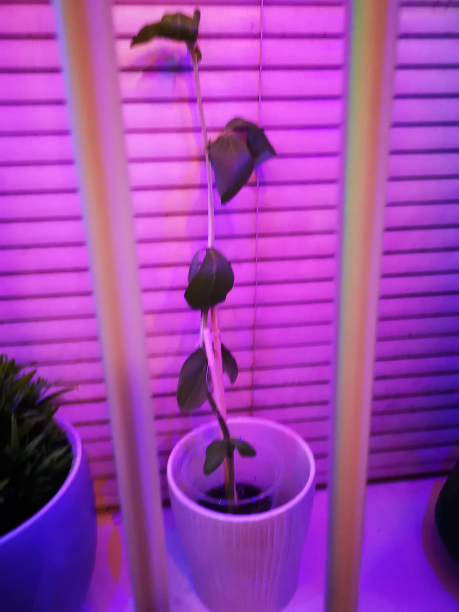 Kassius in Year 2, has grown this plant.