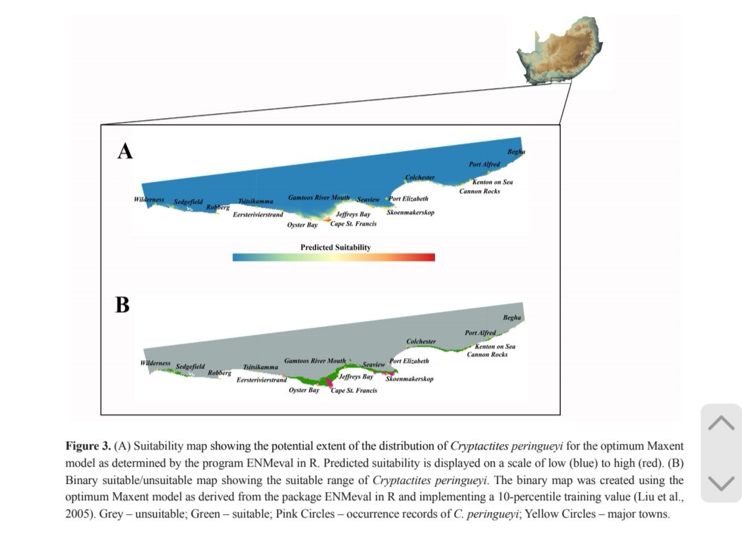 Today is a nice today. 

New insights into the geographical distribution, ecology and conservation status of South Africa’s endemic Coastal Leaf-toed Gecko, Cryptactites peringueyi (Boulenger, 1910) | Nicolau | Herpetology Notes biotaxa.org/hn/article/vie…