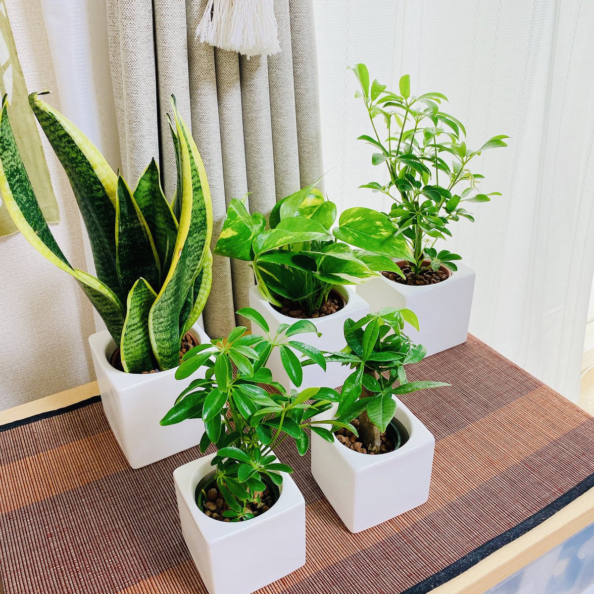 Aki Writer Illustrator 大きな観葉植物の前にいくつかグリーンを仕入れてみた 実家は観葉植物だらけだし 風水にならって我が家も置き場所考えなきゃ パキラ シェフレラ ポトス サンスベリアフツーラ シェフレラコンパクタ ハイドロ