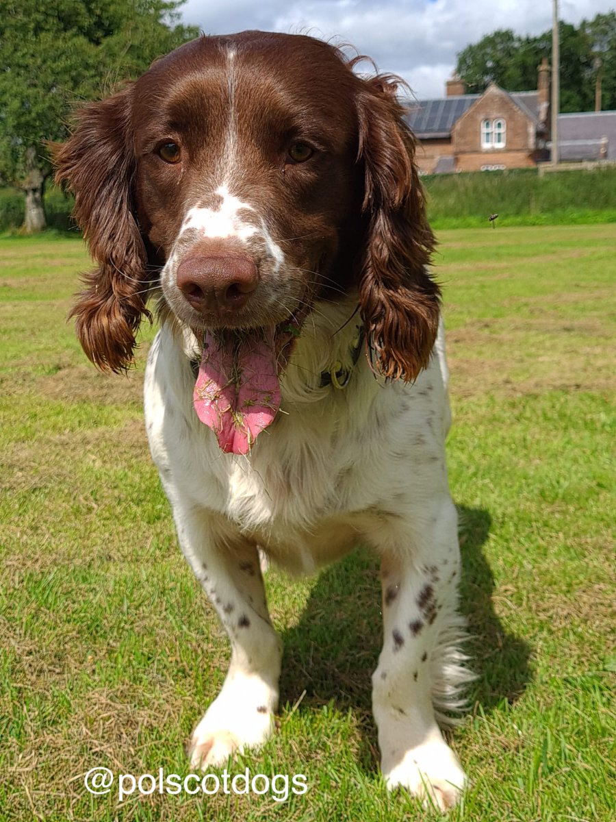 PSOSDogs's tweet image. #PDMac and his nose were on top form locating £4000 worth of a controlled substance in the Glasgow area.
#DrugsAreForMugs #TheNoseKnows 🐾🏴󠁧󠁢󠁳󠁣󠁴󠁿
