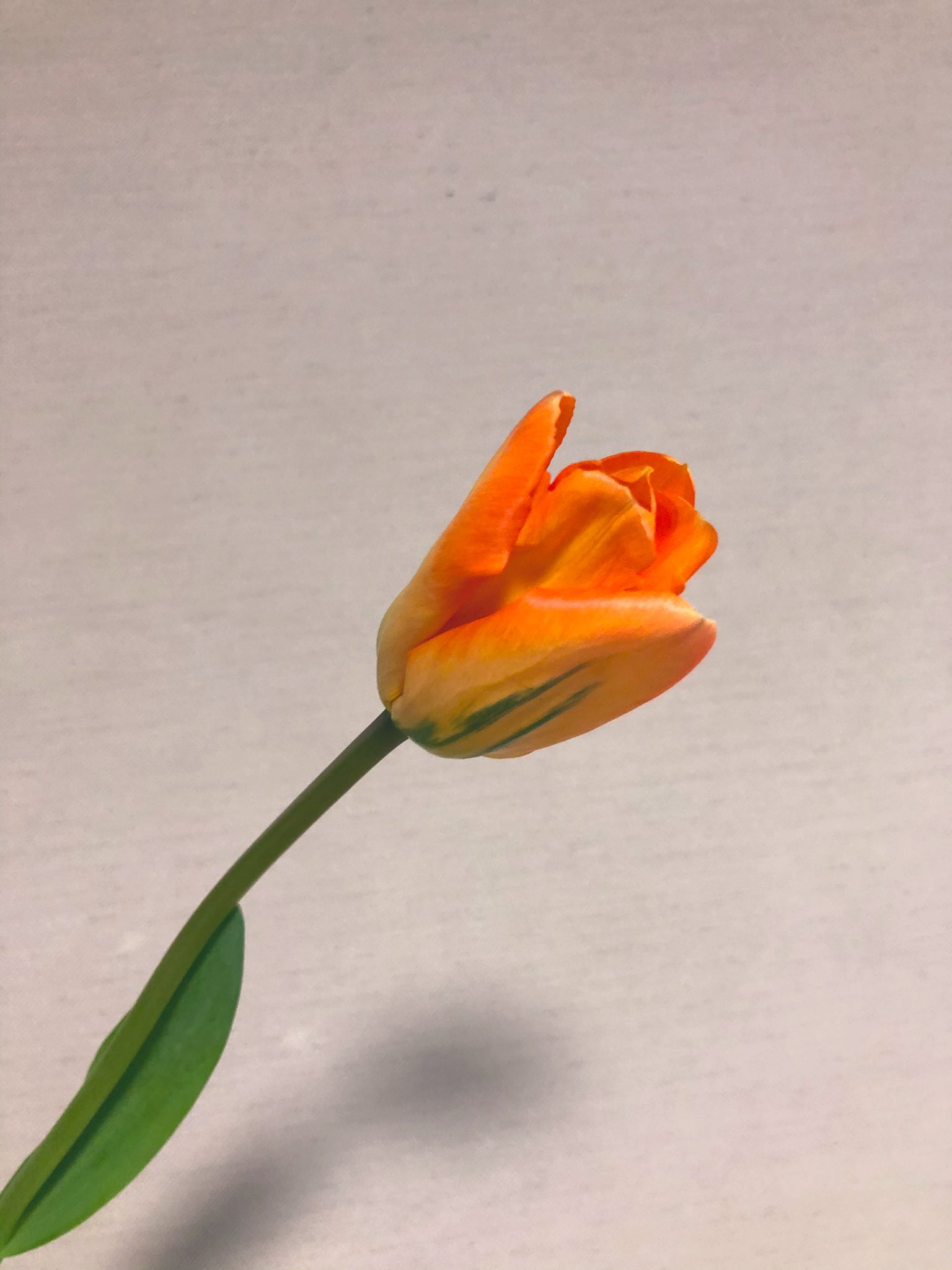 コソ على تويتر 今日のハナノヒ チューリップのディズニーランドパリ なぜディズニーなんだろ この間頂いたチューリップはハウステンボスだし テーマパークがいっぱい ディズニー行きたいな ハナノヒ コソ على تويتر 今日のハナノヒ チューリップのディズニーランドパリ なぜディズニーなんだろ この間頂いたチューリップはハウステンボスだし テーマパークがいっぱい ディズニー行きたいな ハナノヒ