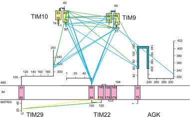 FEBS_Letters's tweet photo. ⛩Defining the architecture of the human #TIM22 complex by chemical crosslinking
✍ by Peter Rehling and colleagues @mpi_bpc @uniGoettingen @WEHI_research @unimelb
➡ https://t.co/HvwTb3ftr2
#BPS2021 #mitochondria XL-#MassSpec #translocase https://t.co/Ue4vnDBgj6