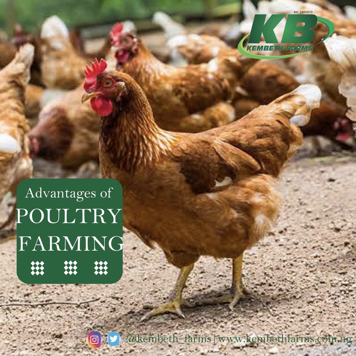 kembethfarms's tweet photo. Poultry farming has become a very popular practice all over the world.
it contributes to food security and also provides necessary protein and other essential micronutrients to human being. https://t.co/nS0Trzxl1p