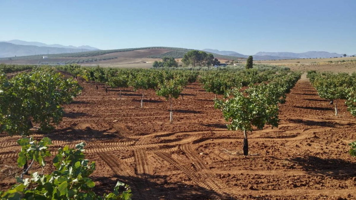 puebl_oo's tweet photo. ¡Feliz #diamundialdelpistacho!

Ricos en calcio y magnesio, se ha convertido en los últimos años en el nuevo oro verde 🤑 debido a su gran rentabilidad en la España Vaciada.

➡️https://t.co/aCeViLCL8p https://t.co/rSko9tTOFG