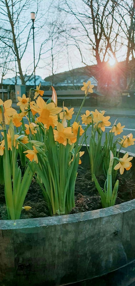 Well Well Friday again folks, the doors are still closed, but we thought a little bit of colour was needed outside. <a href="/doybelfast/">DukeofYorkBelfast</a>
<a href="/HospUlster/">HOSPITALITY ULSTER</a> <a href="/VisitCauseway/">Visit Causeway Coast & Glens</a>

#keepthelightson #lockdown #springflowers  #oneweekcloser