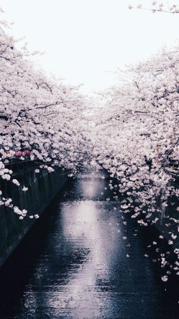 XyaRuby's tweet image. Hello👋