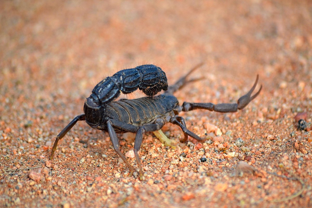 FUN FACT FRIDAY
Did you know scorpions have unique sensory organs situated ventrally between the legs? Check out our Facebook page to find out more! m.facebook.com/story.php?stor…