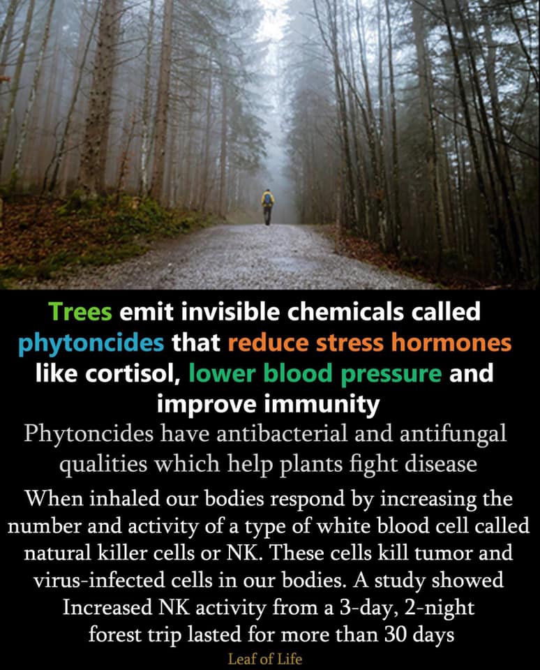 TreeHouseLearn's tweet image. 