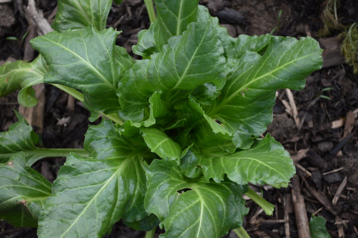 Stratford_CG's tweet photo. Chard &amp; Parsley grown in the Growing Together community garden have been donated to the #VegDrop Project set up @F0undationHouse (@OurTownTrust) for a local #foodbank (#stratforduponavon). Use Chard in place of Spinach in any recipe (spiced carrot and spinach soup?). #orbitgroup https://t.co/vyfJY4ju7x