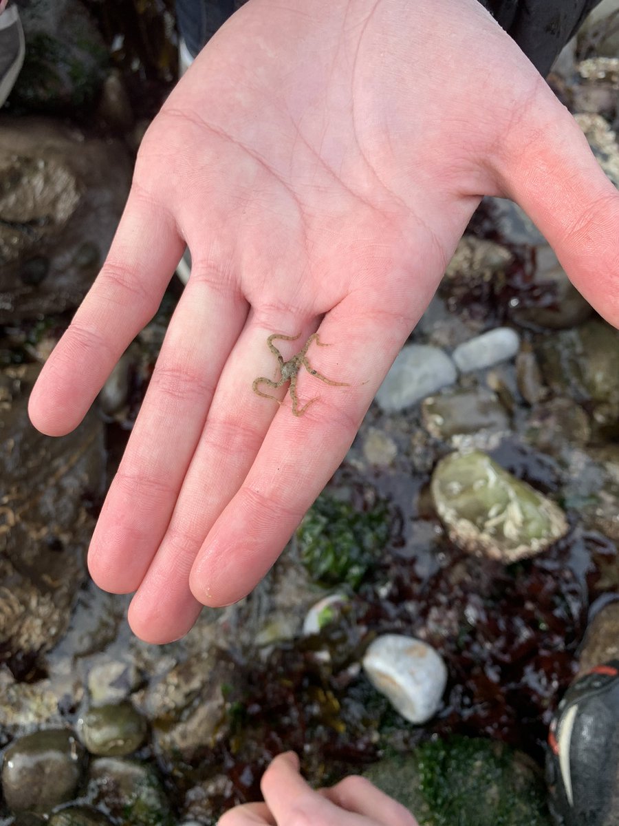 AOEarthUK's tweet photo. One of our co-founders Lauren found some amazing creatures whilst doing a #beachclean down at the Plymouth Hoe! #ambassadorsofearth #climate #environment #ClimateAction https://t.co/u7n8pxJ4YS