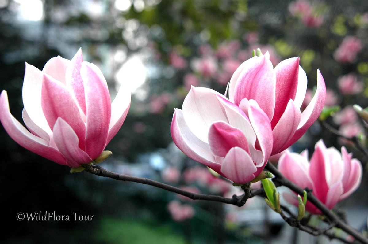 Magnolia liliiflora, a unique plant in China, spreads over Yunnan, Fujian, Hubei, Sichuan, and other places in mainland China.
#plants #flowers
