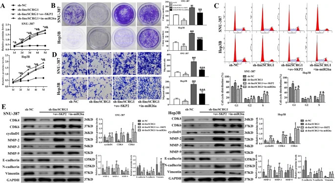 JournalofExper1's tweet image. New! 💡

📍𝐋𝐢𝐧𝐜-𝐒𝐂𝐑𝐆𝟏 𝐚𝐜𝐜𝐞𝐥𝐞𝐫𝐚𝐭𝐞𝐬 𝐩𝐫𝐨𝐠𝐫𝐞𝐬𝐬𝐢𝐨𝐧 𝐨𝐟 #𝐡𝐞𝐩𝐚𝐭𝐨𝐜𝐞𝐥𝐥𝐮𝐥𝐚𝐫𝐜𝐚𝐫𝐜𝐢𝐧𝐨𝐦𝐚 𝐚𝐬 𝐚 𝐜𝐞𝐑𝐍𝐀 𝐨𝐟 𝐦𝐢𝐑𝟐𝟔𝐚 𝐭𝐨 𝐝𝐞𝐫𝐞𝐩𝐫𝐞𝐬𝐬 𝐒𝐊𝐏𝟐
💻 jeccr.biomedcentral.com/articles/10.11…

#LongnoncodingRNA
@IREISGufficiale