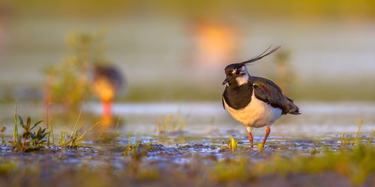 Investeren in weidevogels nieuwe mogelijkheid bij Agrarisch Natuurfonds Fryslân. Met obligaties aan toonder à € 500,- p/stuk steunt men de weidevogels. Voor meer informatie kijk op: agrarischnatuurfondsfryslan.nl/obligaties/

#grutto #kievit #weidevogels #gruttoland #murknijdam