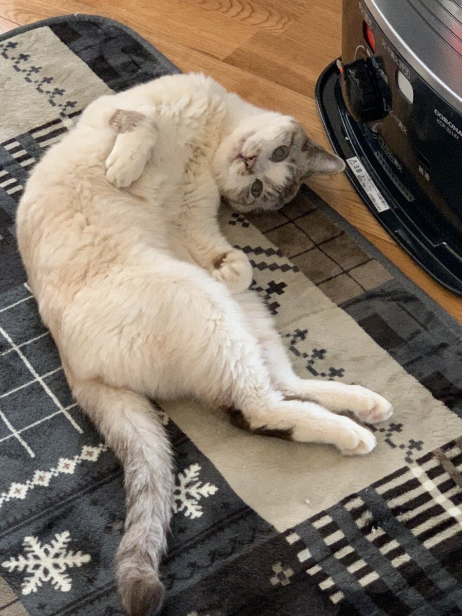 5cat_life's tweet photo. ｢暖かいにゃあ〜〜｣

#猫写真 #もふもふ #猫
#猫のいる暮らし 
#猫好きさんと繋がりたい
#猫のいる生活 https://t.co/lovRMOAfOb
