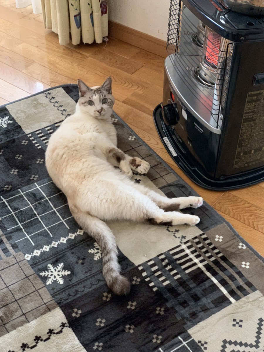 5cat_life's tweet photo. ｢暖かいにゃあ〜〜｣

#猫写真 #もふもふ #猫
#猫のいる暮らし 
#猫好きさんと繋がりたい
#猫のいる生活 https://t.co/lovRMOAfOb