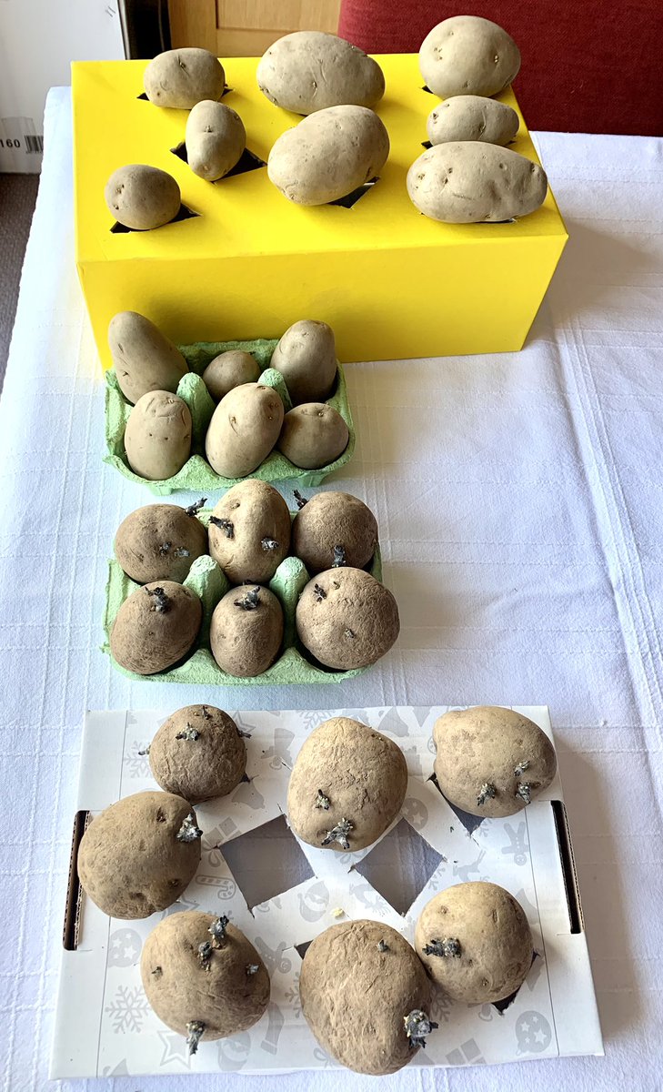 Chitting station is seeing some Springtime action 😊 looking forward to planting our ‘first early’ potatoes soon #getgrowingLeeds @foodwiseleeds