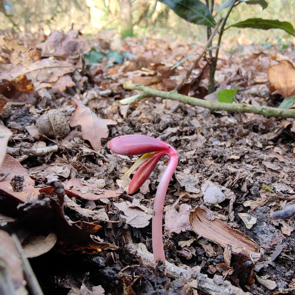 hellforo's tweet photo. #newhope #nuevaesperanza #laurelbud #pimpollodelaurel #laurel #newbornlaurel #laurelreciennacido #newborn #reciennacido #laureltree #arbollaurel #lloreu #forest #bosque #greenlife #evergreenlands #winter #invierno #nature #shot #shotonmyblackshark https://t.co/vVQk6ltvsv