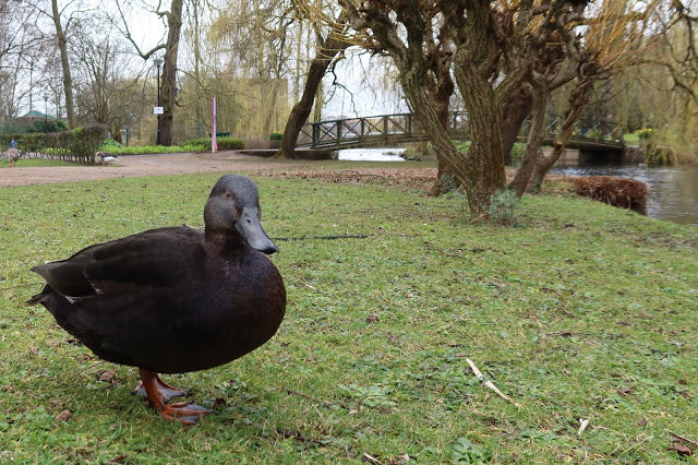 duckoftheday's tweet photo. 26 Feb 2021 https://t.co/jjNKCPJa7K