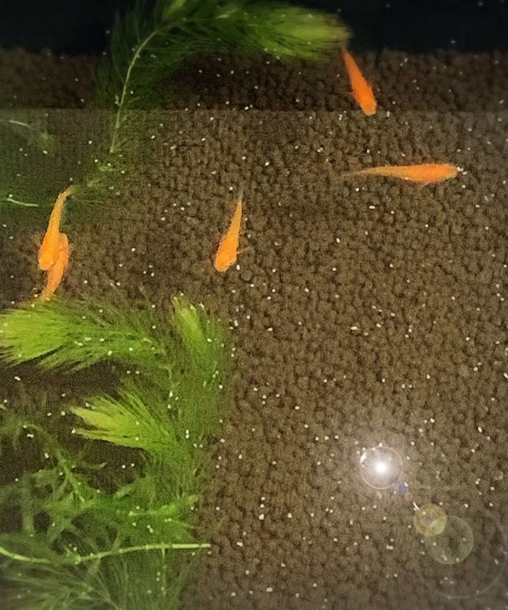 初めてのアクアリウム Twitter Search Twitter