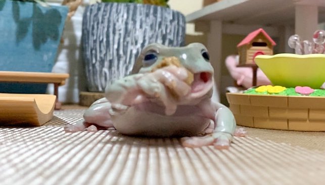 ট ইট র ぴよ カエルと暮らす カエルってご飯の食べ方こんな感じだっけ 笑