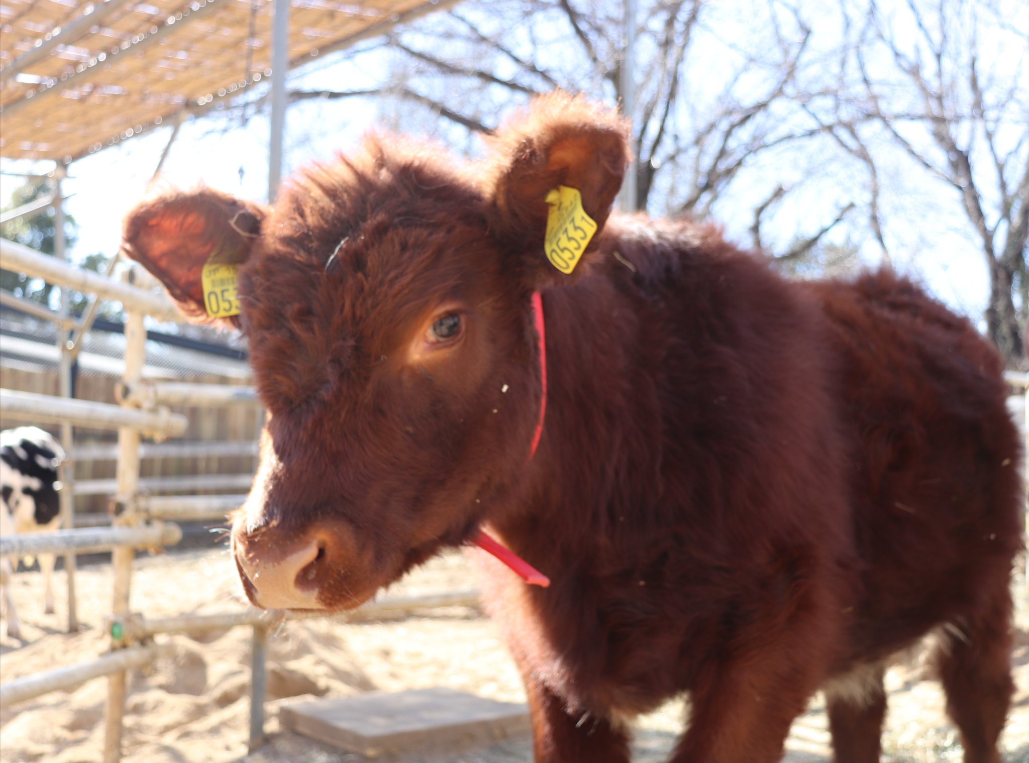 埼玉県こども動物自然公園 公式 クラブカーフのまきばの健康チェックが終わりました 予定どおり3月1日 月 に秩父 高原牧場へと帰ります 動物園でみられるのは2月28日 日 までです クラブカーフのまきば 秩父高原牧場に帰ります この品種をみられる 埼玉県こども動物自然公園 公式 クラブカーフのまきばの健康チェックが終わりました 予定どおり3月1日 月 に秩父 高原牧場へと帰ります 動物園でみられるのは2月28日 日 までです クラブカーフのまきば 秩父高原牧場に帰ります この品種をみられる