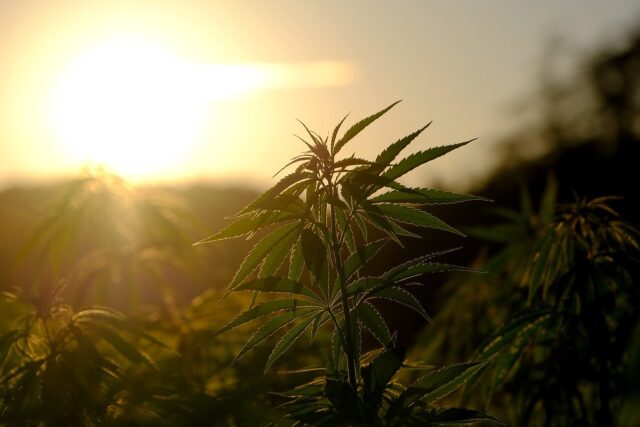spliffseeds tweet picture