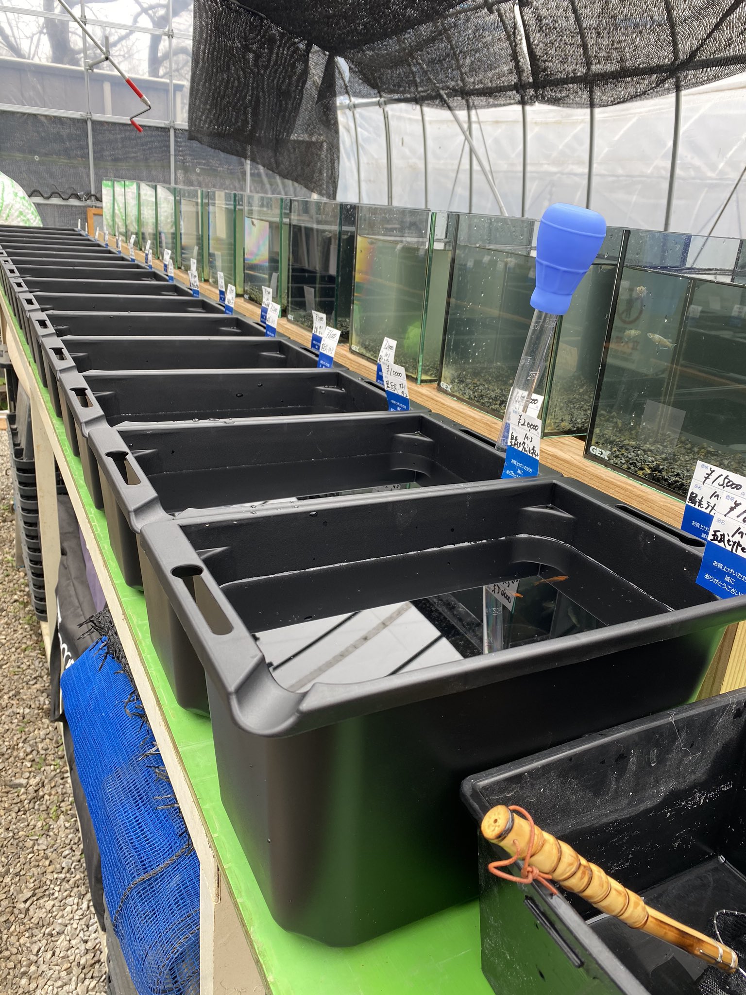 花小屋 Gexめだかのための飼育箱 新発売の容器を早速即売所に設置しました サイズ水量共に種親管理 稚魚飼育にもバッチリです スポイトや網も置けて 雨にも安心なオーバーフロー付き オススメですよ めだか メダカ Gex メダカのための