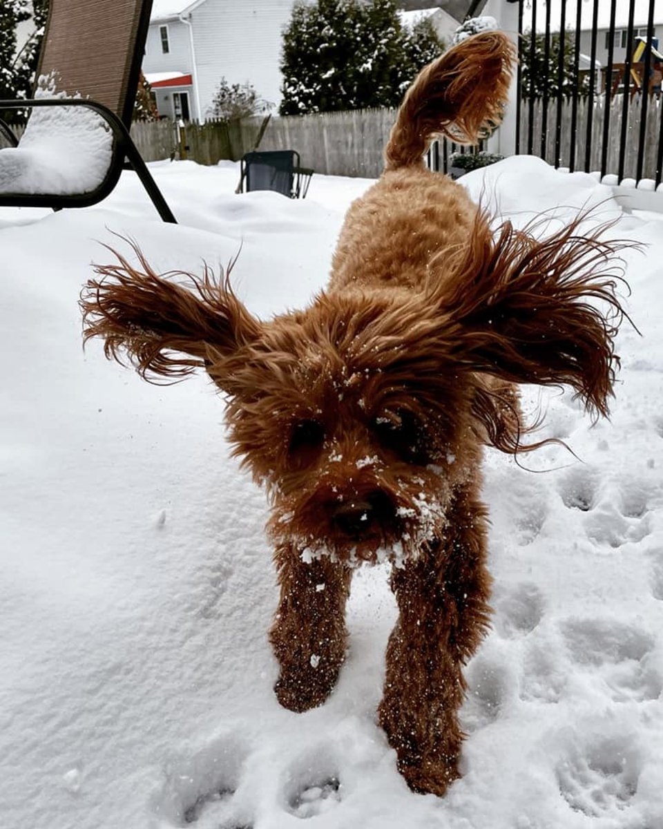 ForTheLoveAlex's tweet photo. How much does your pet love snow? 

Every day is a good day to bring joy to pet's life. Consider donating to help pets in need today. https://t.co/yIWiU5LqgW

#dog #doodle #browndog #sillydog #snowdog #loldog #dogsareus #doglife #crazydog #livinglife #snow #smile #play https://t.co/ld1O0V8LfE