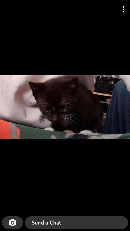 The_Animal_Team's tweet photo. #Kitten #missing from #WestonKingsclereAvenue #Southampton #S019 area. Still got stitches in from neutering. Chip scheduled for March.Crying faceOwner: 07925521686. #Cats #CatsOfTwitter #CaturdayEve #LostCat https://t.co/0D01mL0UW9