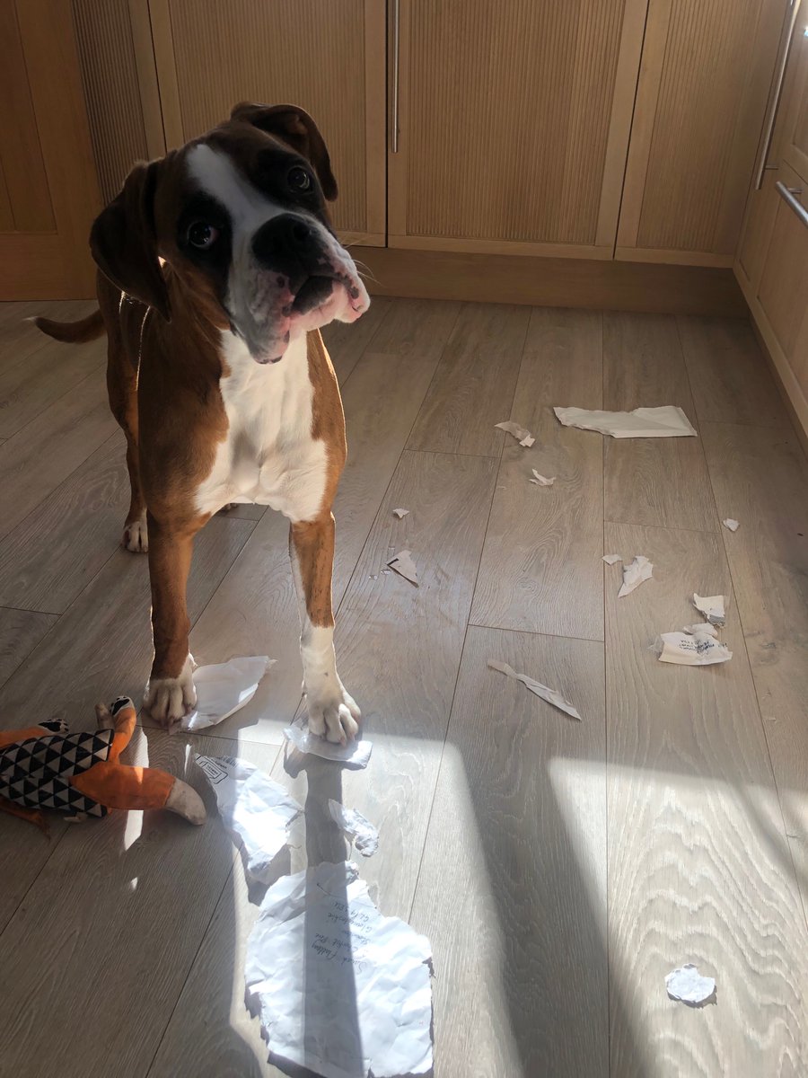 MrsF_LJS's tweet photo. It’s arrived - thank you @baronbedford. Luckily Dotty only managed to steal the envelope it came in😂 https://t.co/8P5YJaTR5f