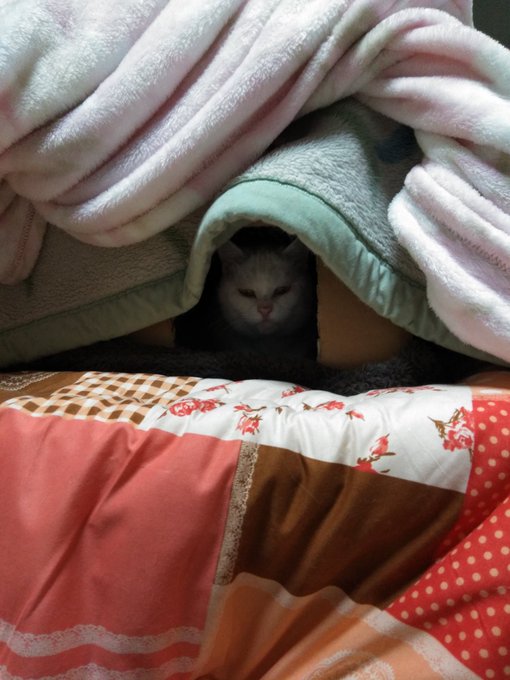 イワオ めしねこ 2巻発売中 S Recent Tweets 10 تحليلات تويتر الرسومية الخاصة بهوتويت Whotwi