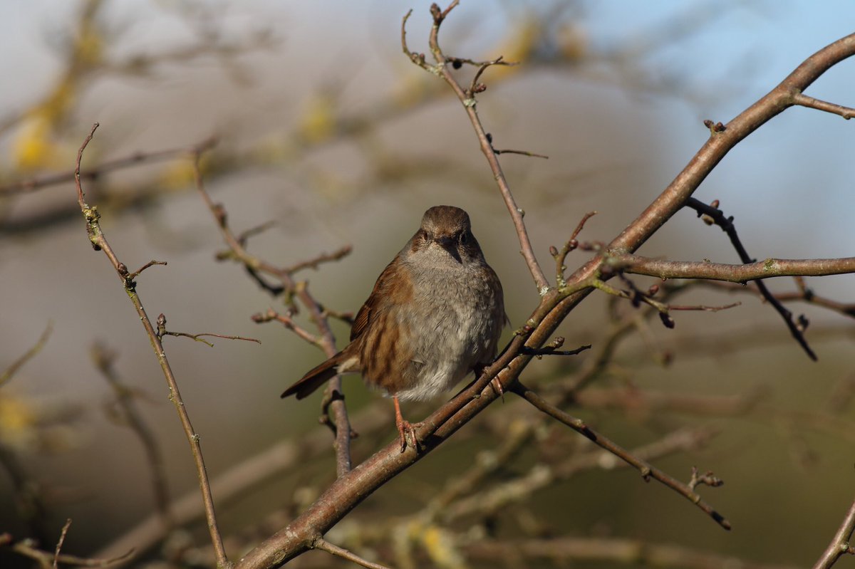 dwarren600's tweet photo. Spring time Dunnock on a sunny Friday #spring #fridaymorning #FridayMotivation #FridayThoughts #lovenature #lovewildlife #nature #wildlife #outdoors #BBCWildlifePOTD https://t.co/ayAip64sc6