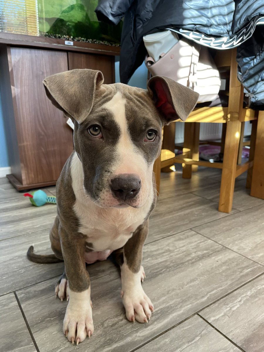 American Bully With Uncropped Ears