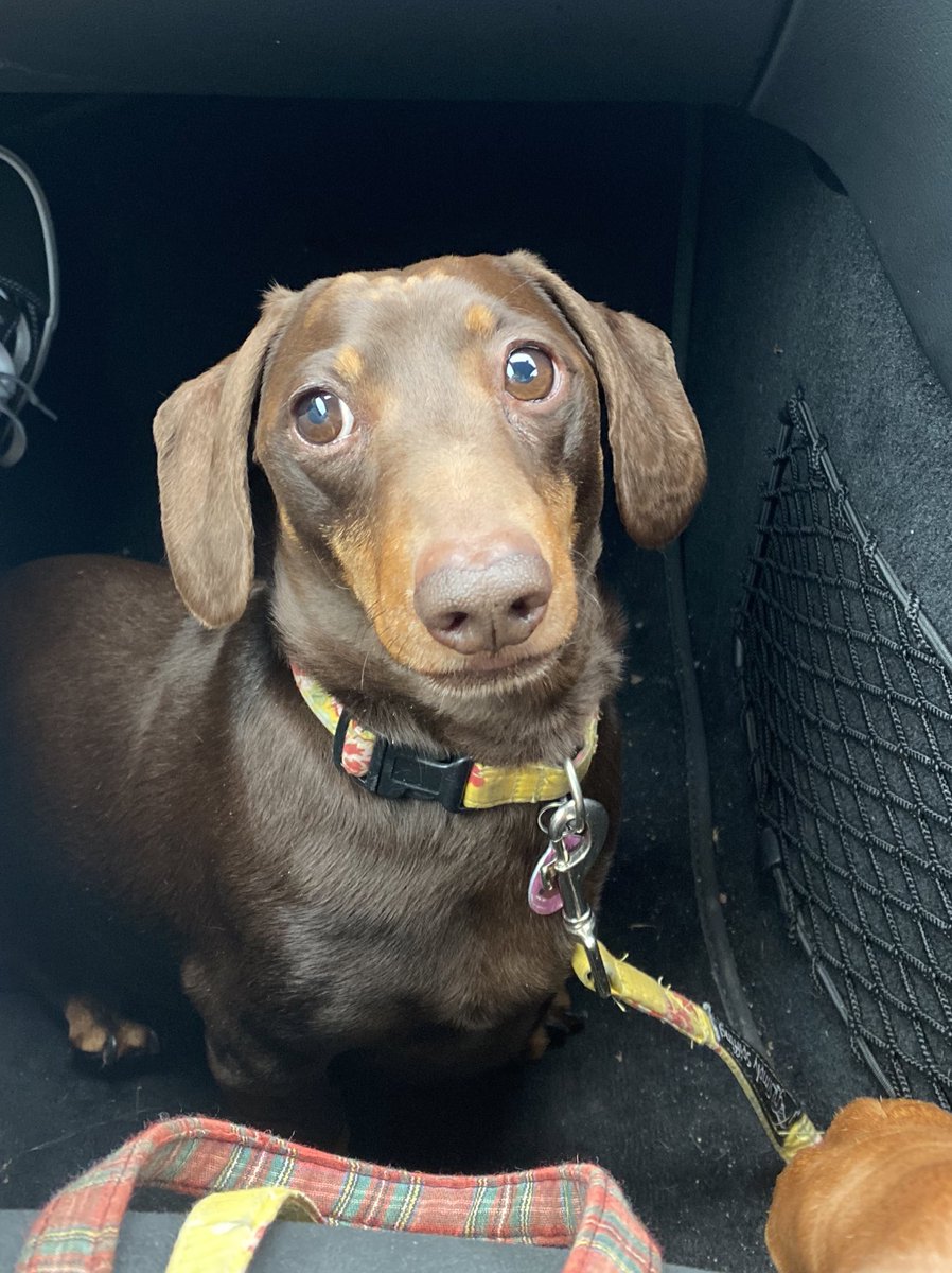 LDollyfitz's tweet photo. Happy Friday everyone!❤️🐾 https://t.co/NpG0qiVR4r