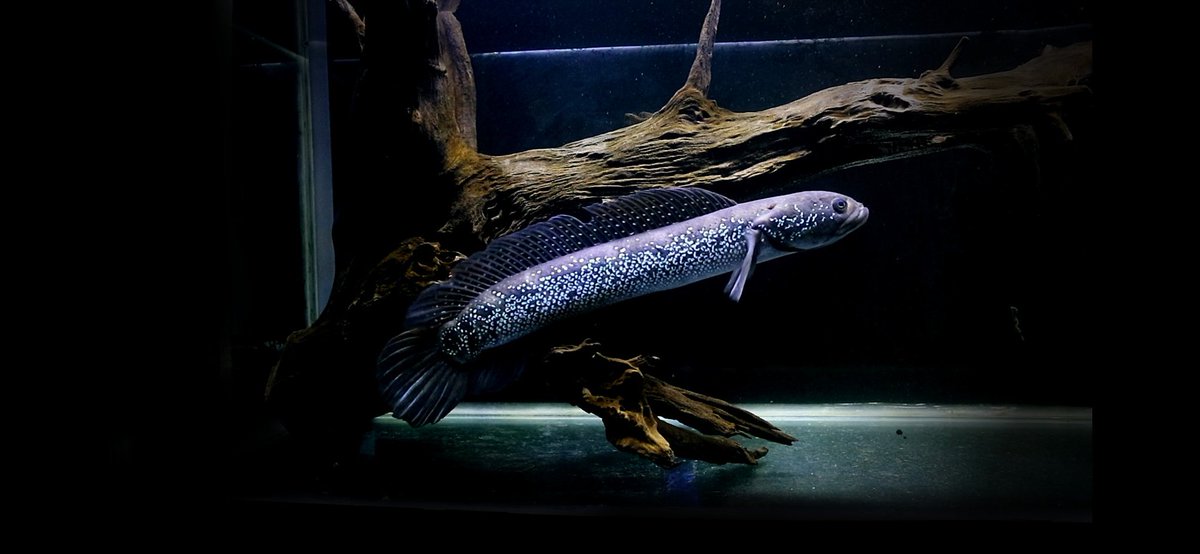 AquaticFarm's tweet photo. The real Giant snake head from Asia
Watch full video on yt.
https://t.co/uNsLJFeYZf channa asiatica giant , education oscar fish and system filtratition.
#wildoscar #predatortank https://t.co/3QZJNPm4EZ