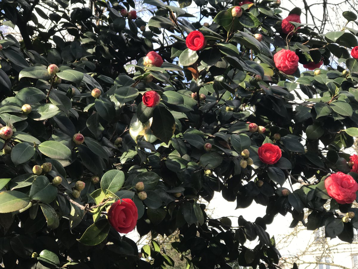 PARISMARAIS's tweet photo. LE MERVEILLEUX #SQUAREDUTEMPLE. Voilà un exemple de jardin réussi avec des pelouses, des bancs confortables une grande variété de plantes et de fleurs, un plan d'eau et des espaces pour tous les âges... c'est tout ce que l'on souhaiterait pour la #placedelaRépublique de #Paris https://t.co/m0hwVJUJ4G