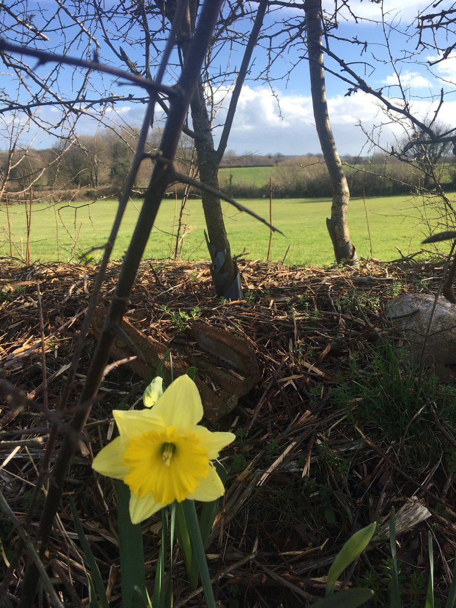 BroadleighFarm's tweet photo. The first signs of spring! 

We are enjoying some sunshine here at Broadleigh and these daffodils show that brighter days are on the way!

#sunshine #spring #springtime #daffodils #campsite #camping #holiday #holidayathome #staycation #caravan #caravanpark #devon #southhams https://t.co/wqtiPc1Z3h