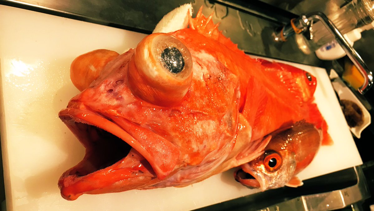 旨い魚と酒 みやけじま ロクマル超 アコウダイ 目抜けで有名なアコウダイが納品されました まな板のアカムツや金目鯛も良型なんですけど アコウダイがデカ過ぎて しっかり熟成させて来週は鍋と西京焼きが楽しみです