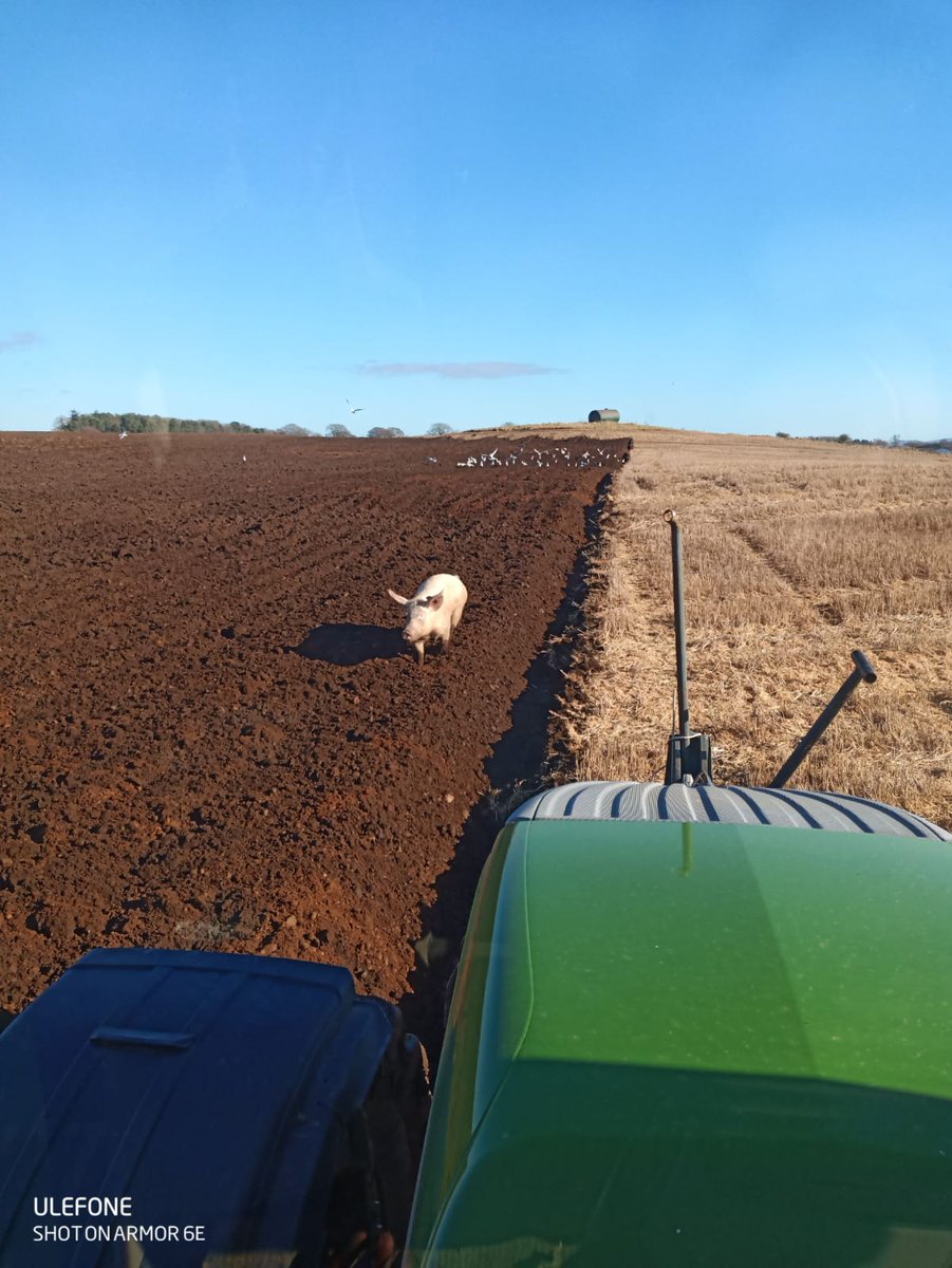 DuncanTWilson's tweet photo. Pig doing a great job of keeping the seagull shit off the bonnet. https://t.co/lZAgwLE7dn