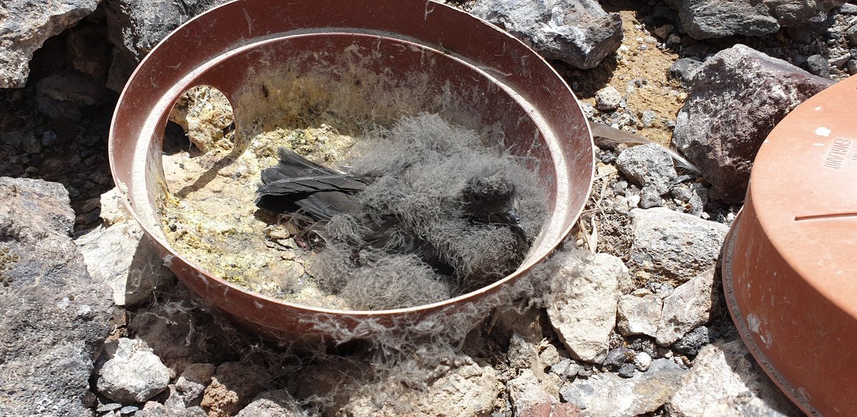 #stormpetrel chick in an artifical nest chamber, still a little way off fledgling. #seabird #StHRS #conservation #StHelena #MPA #SHG #fluffy