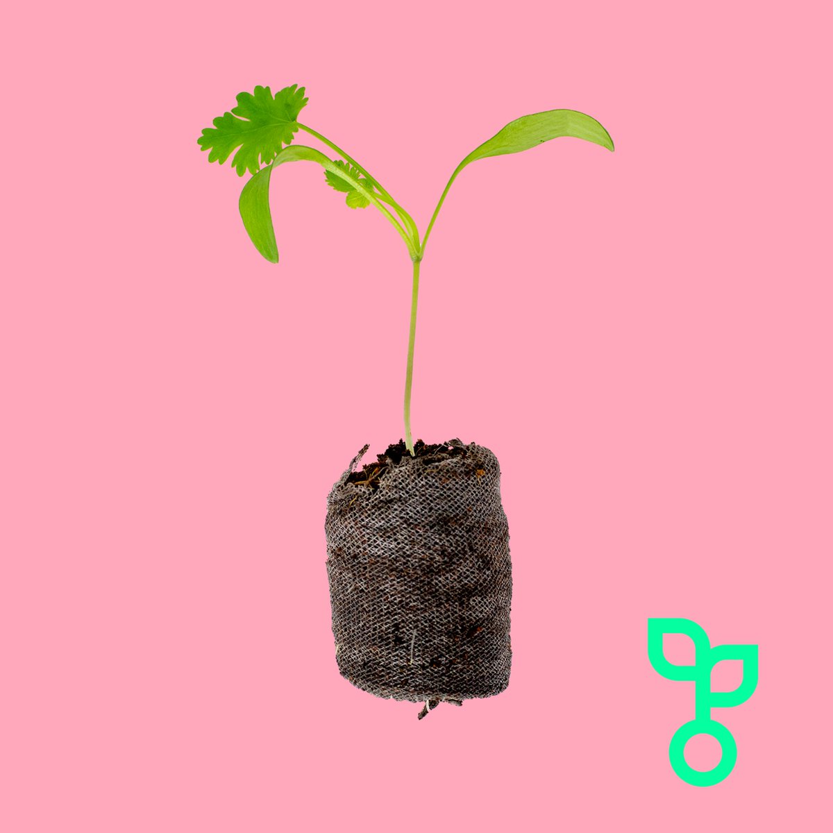 "A burst of flavour in plug plant form!

#food #health #wellness #recipes #ingredients #london #shoplocal #verticalfarming #sustainability